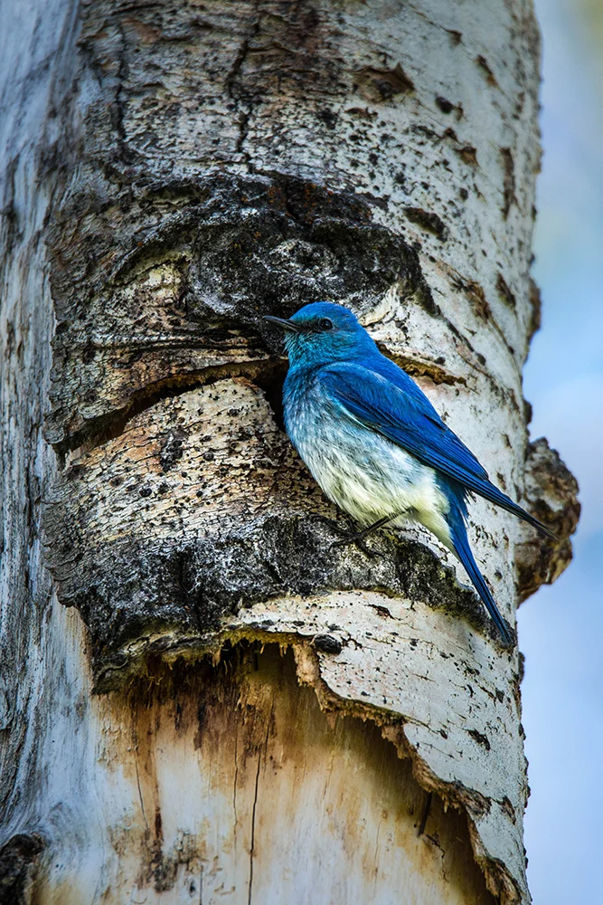 Male Mountain Bluebird