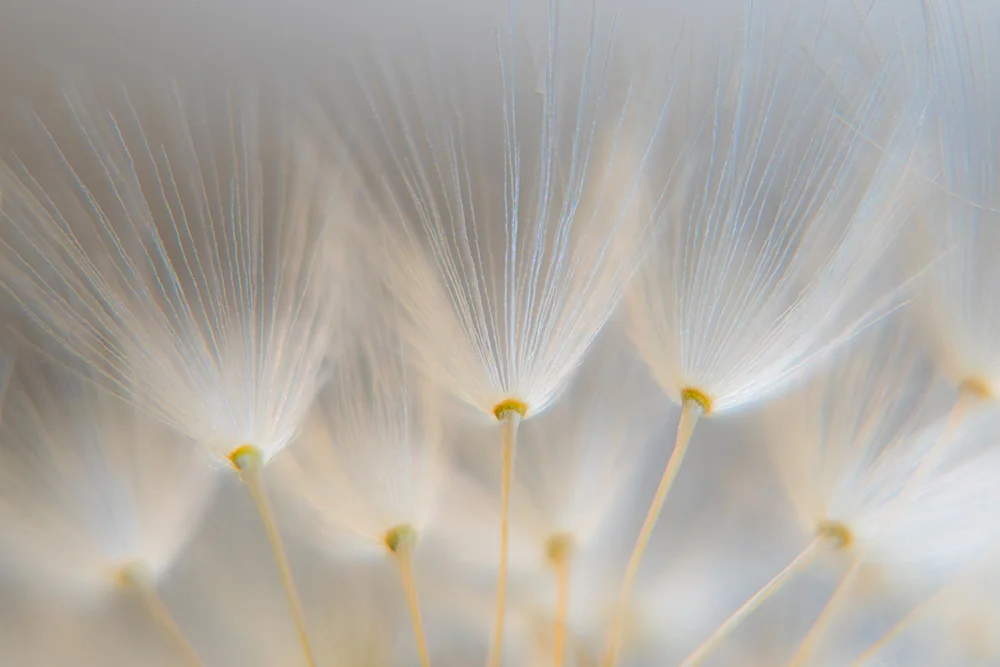 Dandelion 032714a copy.jpg