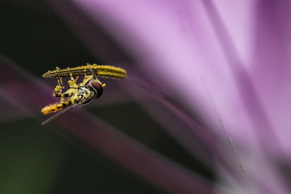 Hoverfly on Cleome 070213a copy.jpg