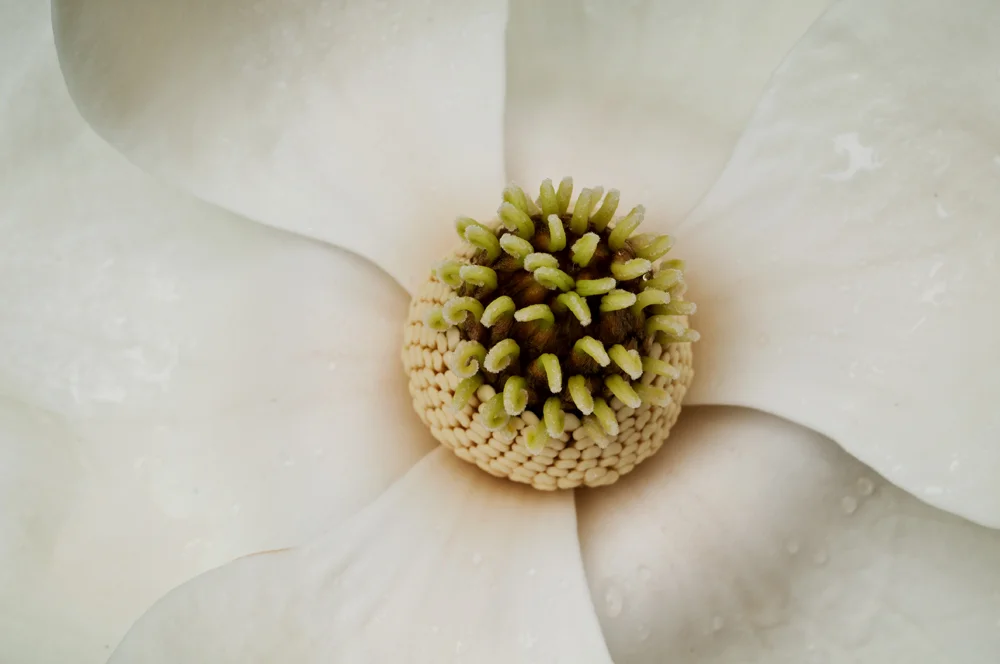 Magnolia 050912a copy.jpg