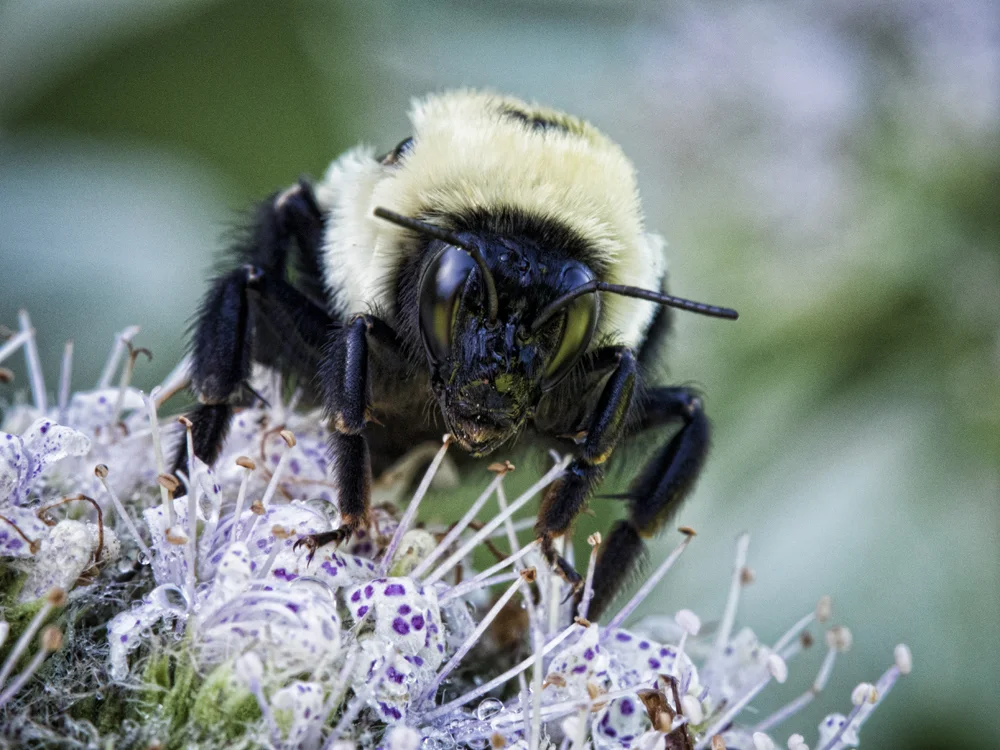 Bee 072212a copy.jpg