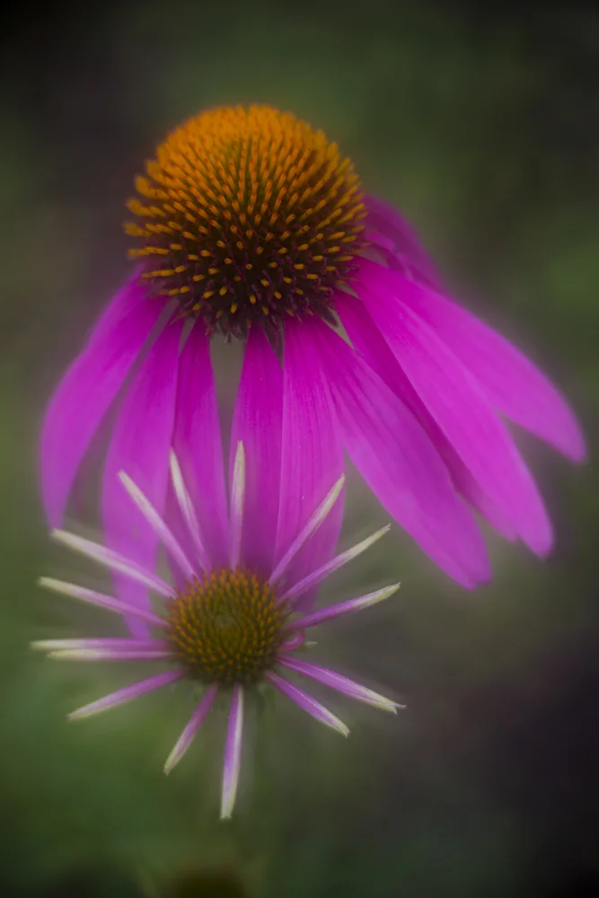 Coneflower LBSF 062312a copy.jpg