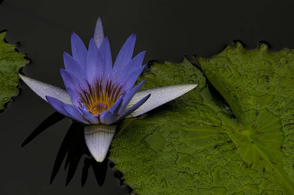 Waterlily 081913d copy.jpg