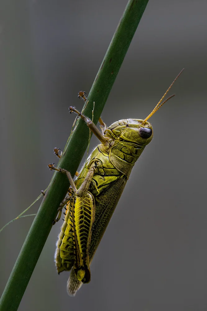 Grasshopper 091214a copy.jpg