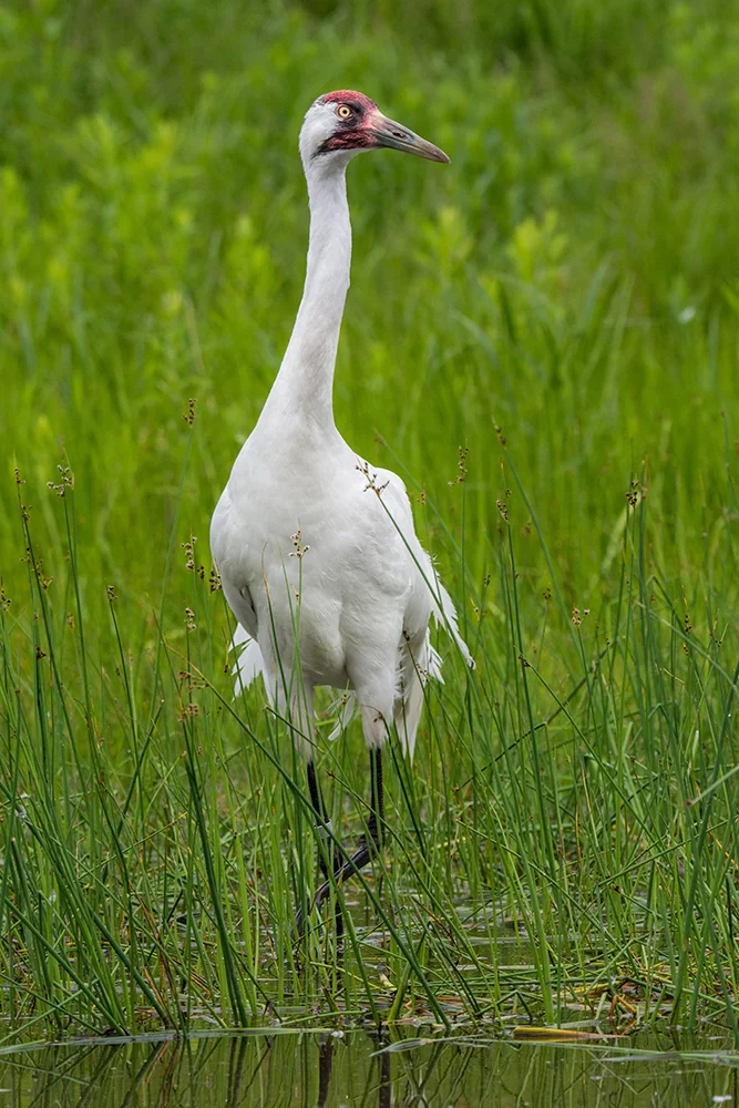 Whooping Crane