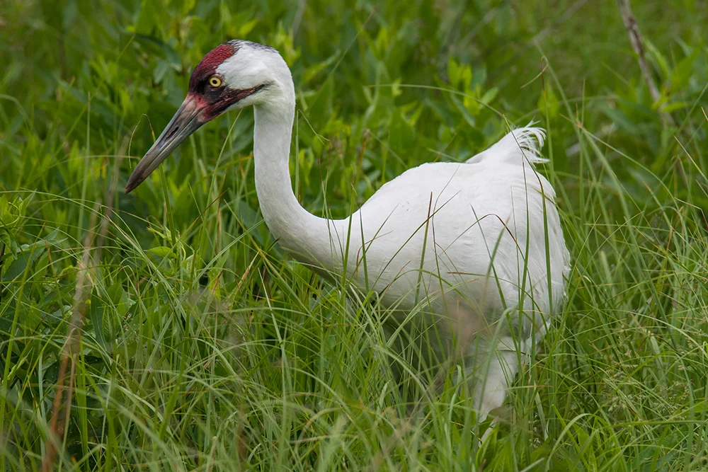 Whooping Crane 2
