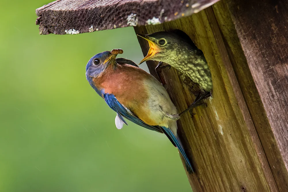 Eastern Bluebird and Nestling