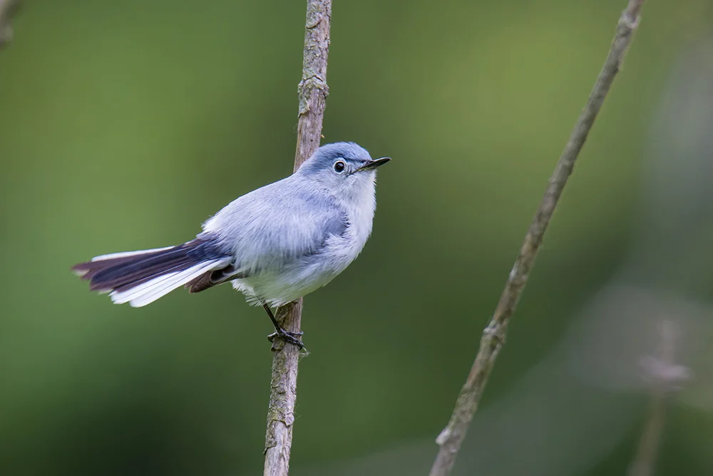 Blue-grey Gnatcatcher