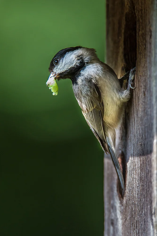 Carolina Chickadee