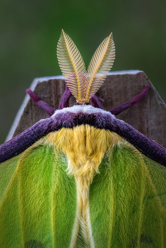 Luna Moth