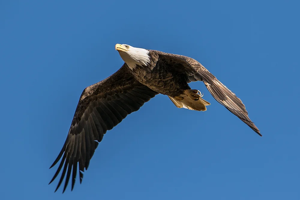 Bald Eagle 121615b copy.jpg