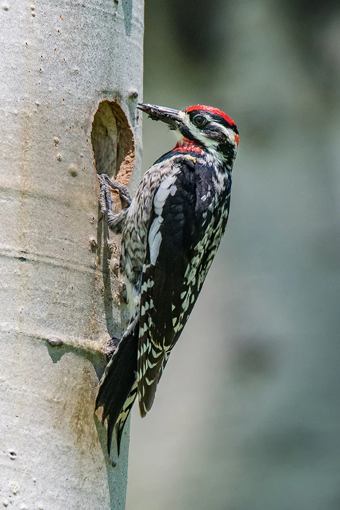 Red naped Sapsucker 061716e copy.jpg