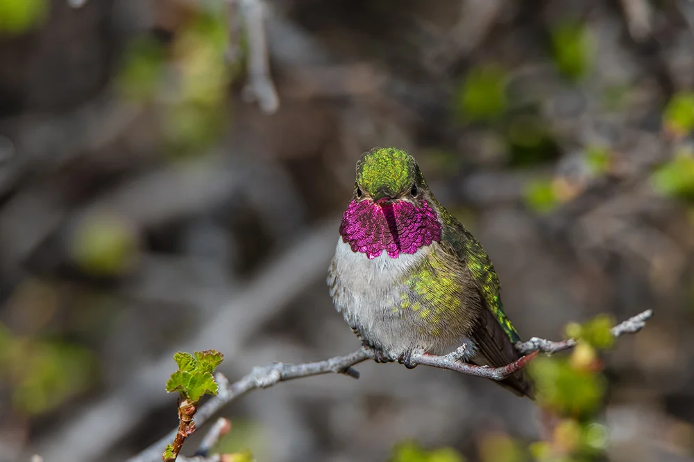Broad tailed Hummingbird 051016a copy.jpg