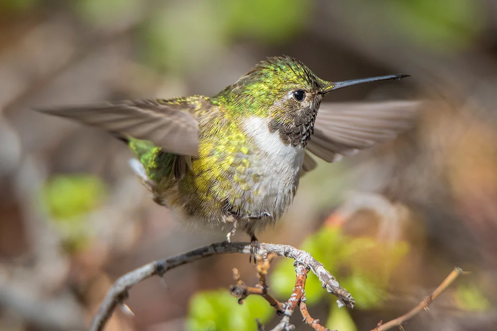 Broad tailed Hummingbird 051016m copy.jpg