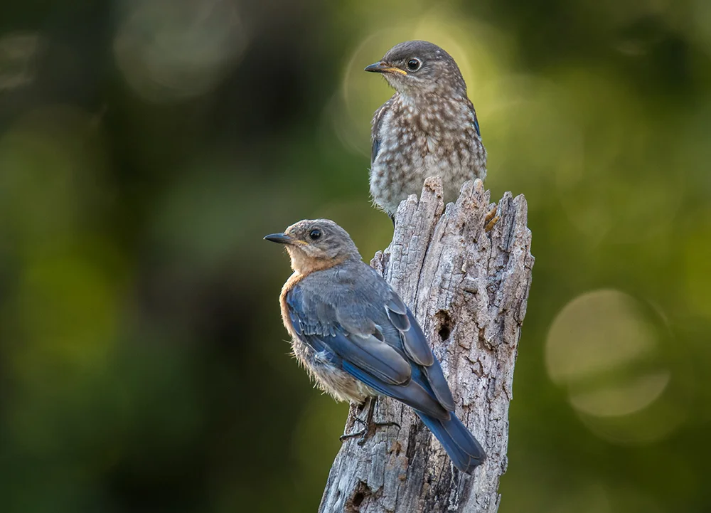 Eastern Bluebird 081716g copy.jpg