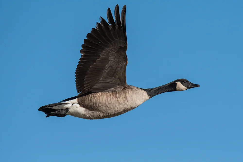Canada Goose 111416c copy.jpg