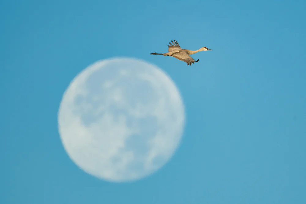Sandhill Crane 111516a copy.jpg