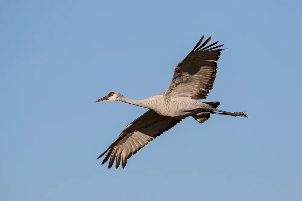 Sandhill Crane 111816zc copy.jpg