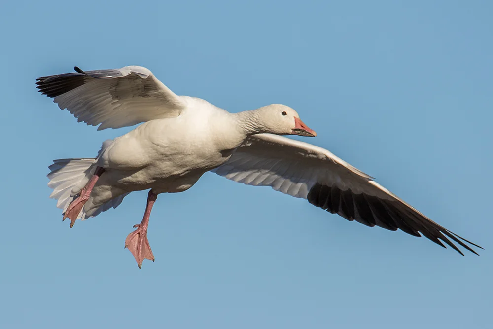 Snow Goose 111916j copy.jpg