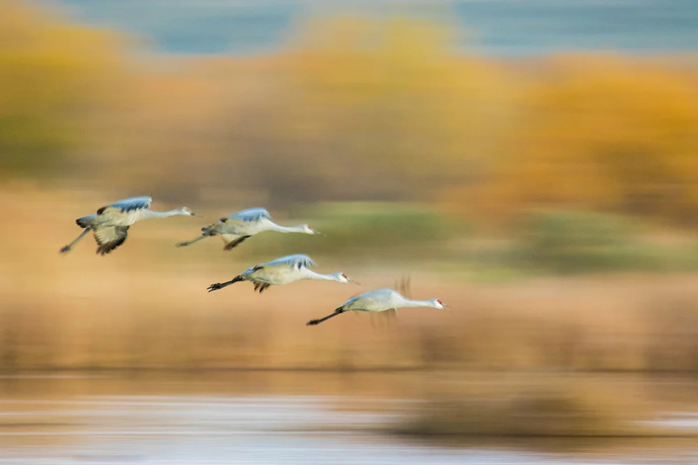 Sandhill Crane 111916f copy.jpg