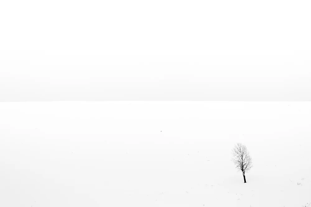 Tree in Snow 010917c copy.jpg