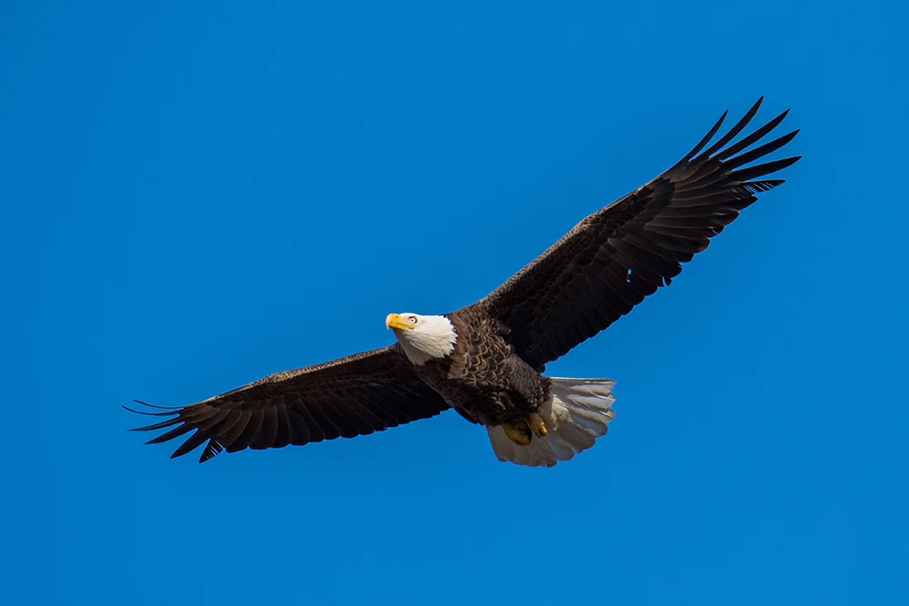 Bald Eagle 012417n copy.jpg
