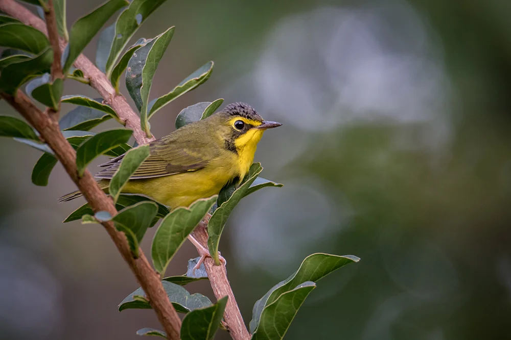 Kentucky Warbler 081317d copy.jpg