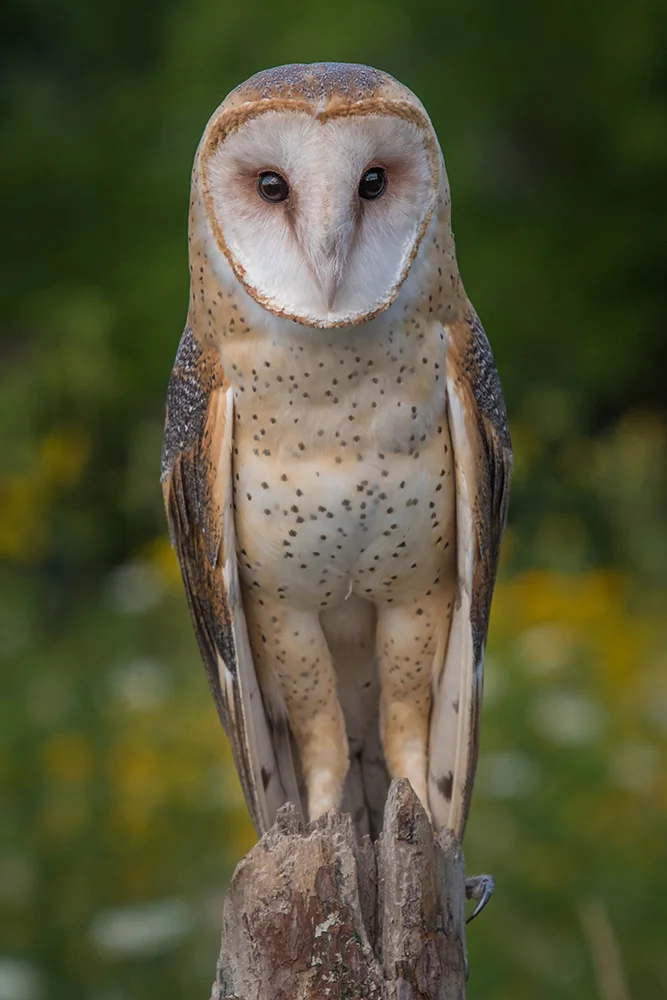 Barn Owl 072817p copy.jpg
