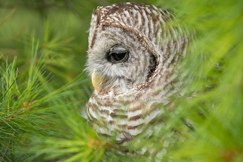 Barred Owl 072817a copy.jpg