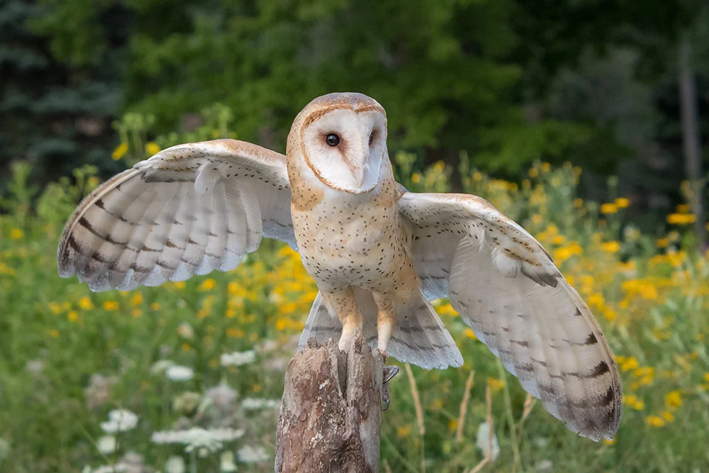 Barn Owl 072817c copy.jpg