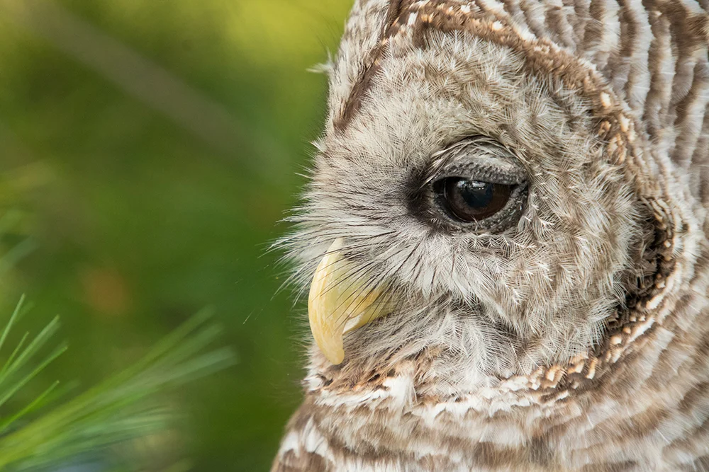 Barred Owl 072817b copy.jpg