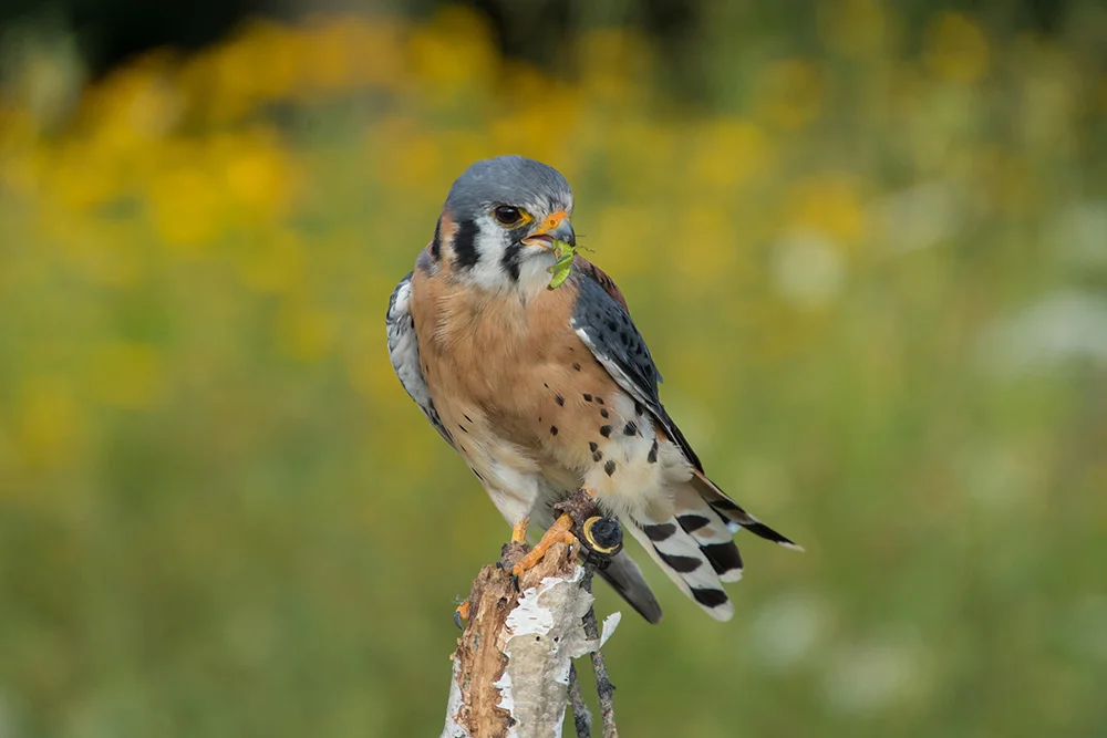 Kestrel 072817a copy.jpg