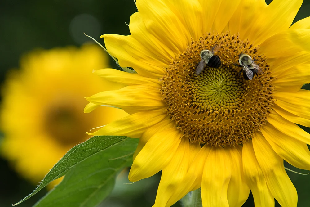 Sunflowers 072617a copy.jpg