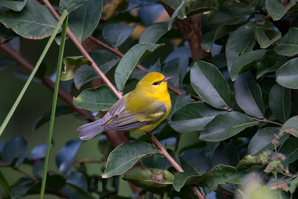Blue-winged Warbler 090417c copy.jpg