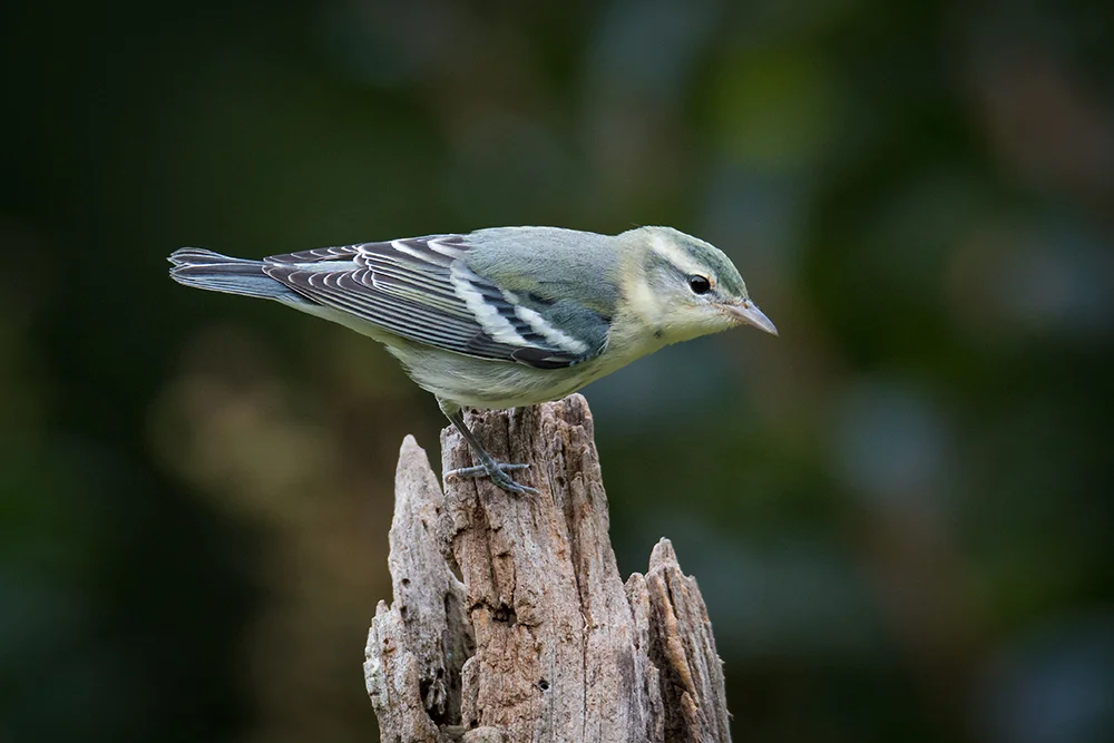 Cerulean Warbler 082517b copy.jpg
