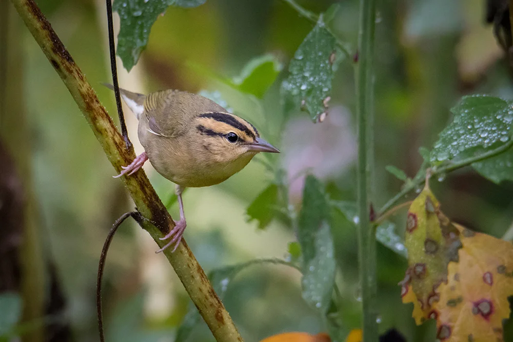 Worm eating Warbler 081017b copy.jpg