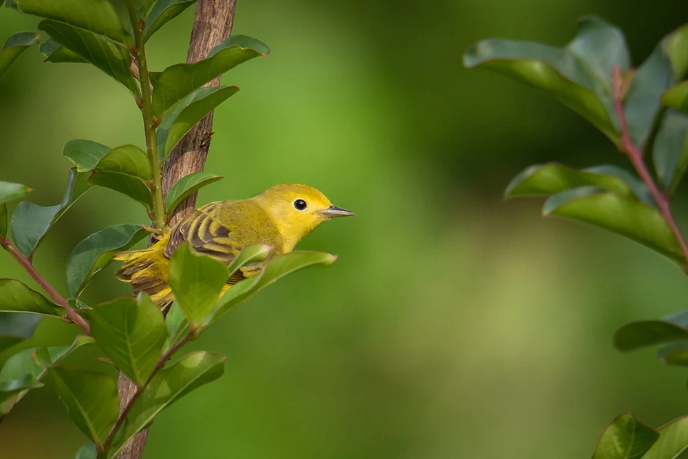 Yellow Warbler 052217b copy.jpg