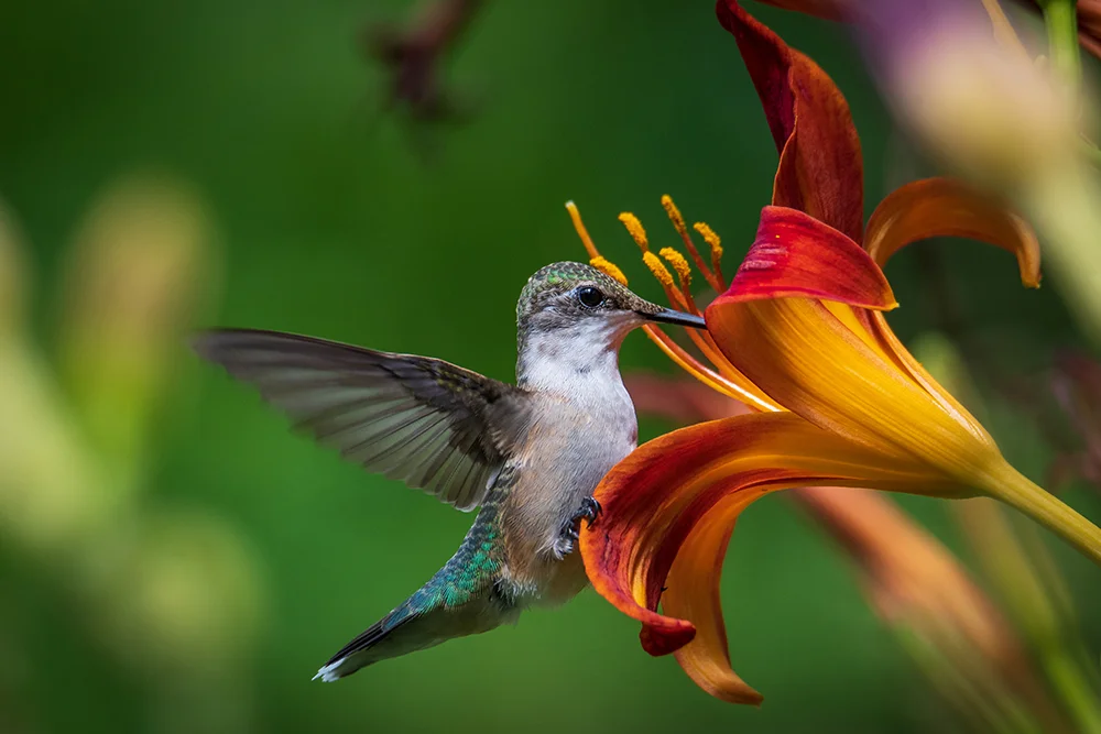 Ruby-throated Hummingbird 070918a copy.jpg