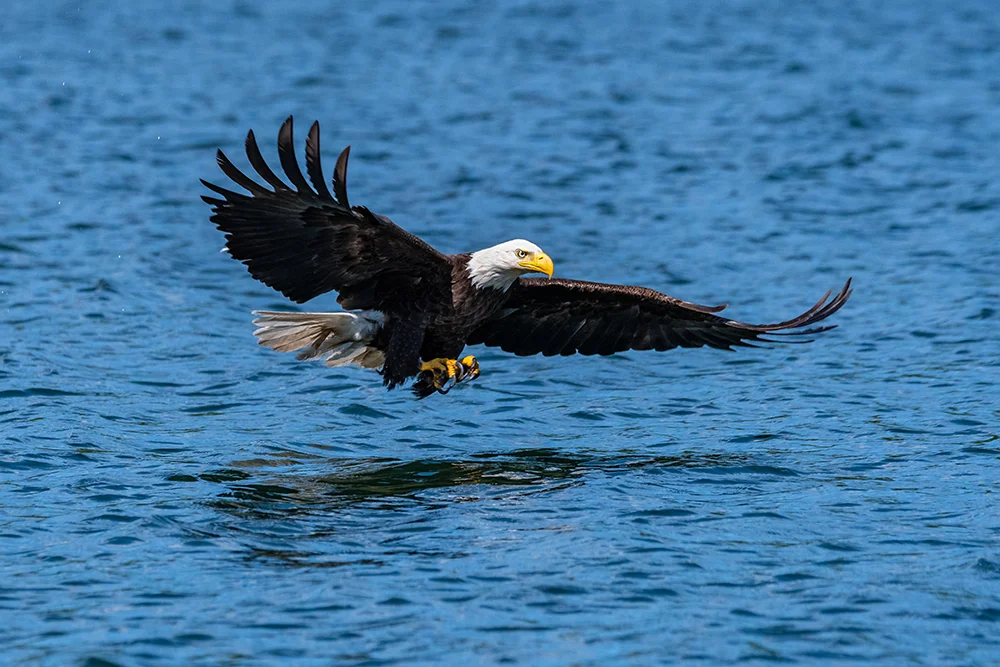 Bald Eagle 061918c copy.jpg