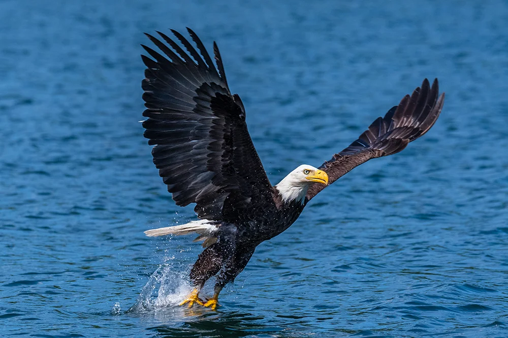 Bald Eagle 061918d copy.jpg