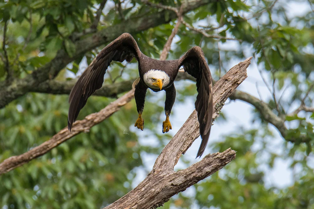 Big Canoe Eagles 061418zh copy.jpg
