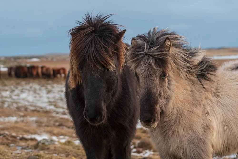 Icelandic Horses 021919zq copy.jpg