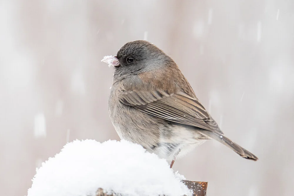 Dark-eyed Junco 020820d copy.jpg