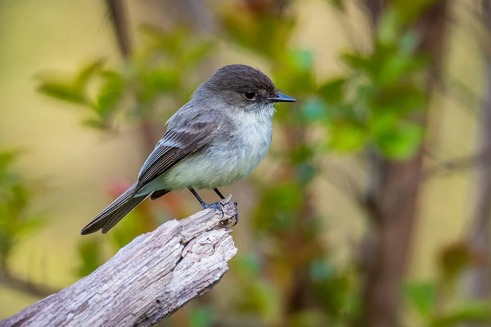 Eastern Phoebe 050220a copy.jpg