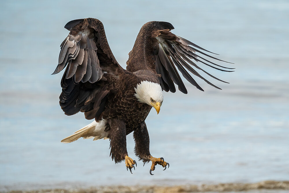 Bald Eagle 060221p copy.jpg