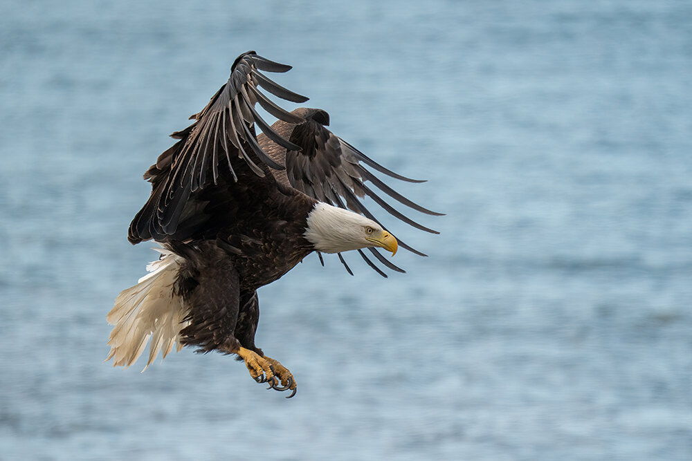 Bald Eagle 060221t copy.jpg