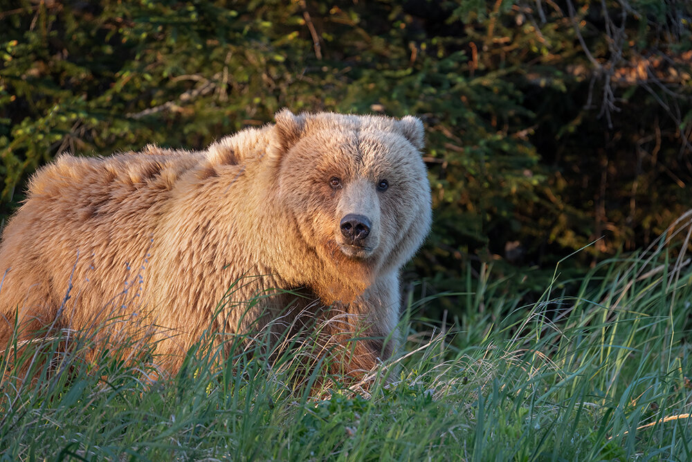 Brown Bear 061121e copy.jpg