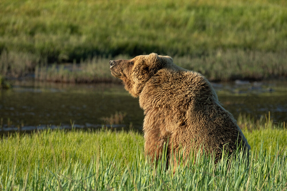 Brown Bear 061221d copy.jpg