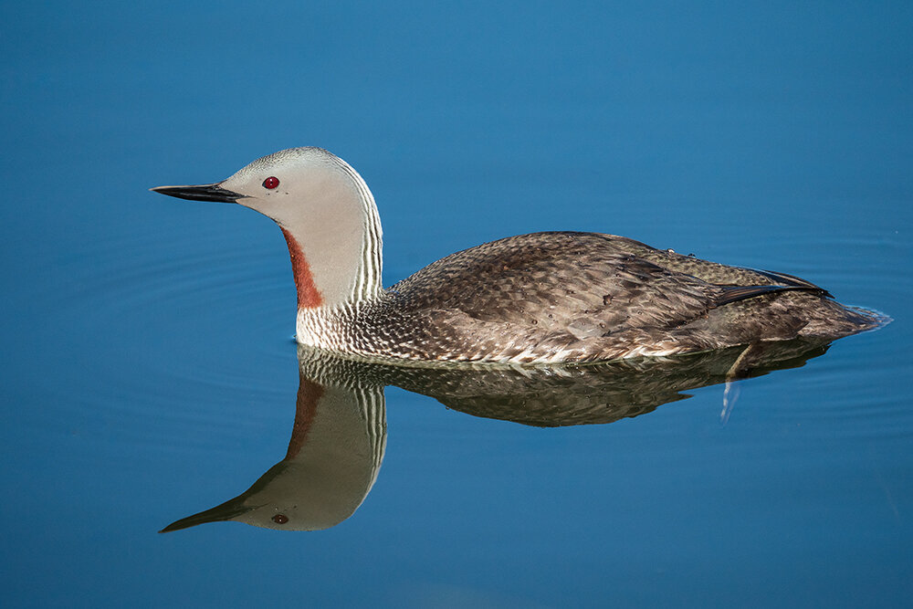 Red throated Loon 060521a copy.jpg