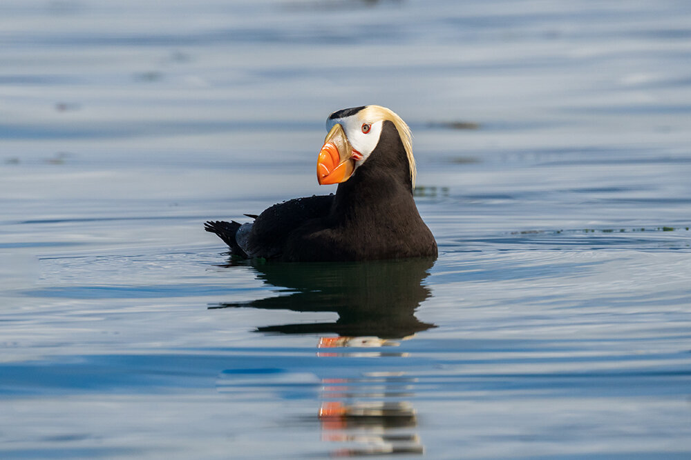 Tufted Puffin 060221j copy.jpg